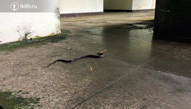 змея в заброшенном отеле